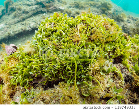 Beautiful seaweed, a colony of ivy (family Celastraceae) Araihama, Miura City, Kanagawa Prefecture, June 2024 Beautiful seaweed, a colony of ivy (family Celastraceae) Araihama, Miura City, Kanagawa Prefecture, June 2024 119749335