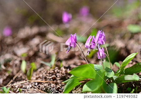 Dogtooth violets blooming in the spring sunshine Dogtooth violets blooming in the spring sunshine 119749382