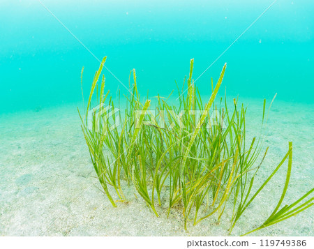 Beautiful seaweed, Zostera marina (family: Zostera marina) growing in colonies Araihama, Miura City, Kanagawa Prefecture, June 2024 119749386