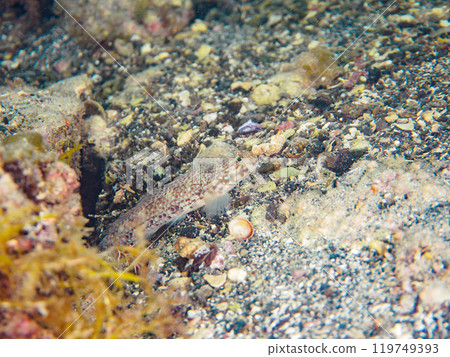 Cute striped goby (Gobiidae) Araihama, Miura City, Kanagawa Prefecture, June 2024 Cute striped goby (Gobiidae) Araihama, Miura City, Kanagawa Prefecture, June 2024 119749393
