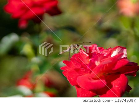 Autumn Roses and a Dragonfly Landing on Hope Autumn Roses and a Dragonfly Landing on Hope 119749397