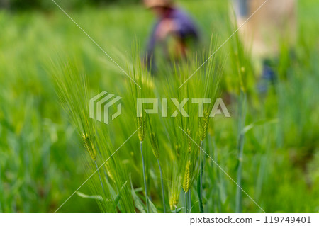 Picking wheat 119749401