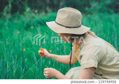 Picking wheat 119749408