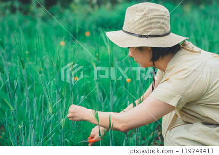 Picking wheat 119749411
