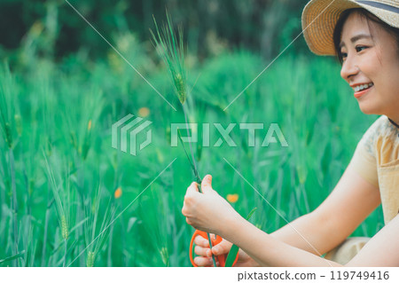 Picking wheat 119749416
