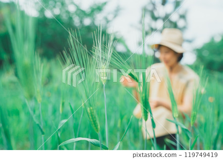 Picking wheat 119749419