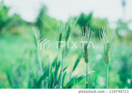 Ear of wheat 119749721