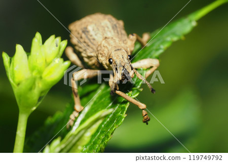 Shiloh cob weevil Shiloh cob weevil 119749792