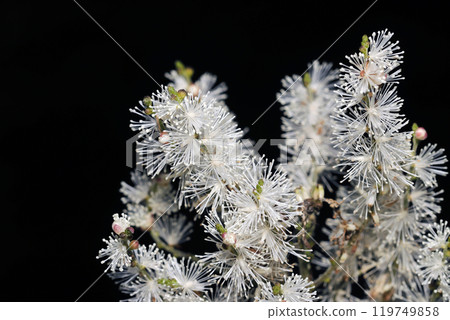 White spikes of Cimicifuga japonica blooming in the dark woods (strobe + macro photography) 119749858