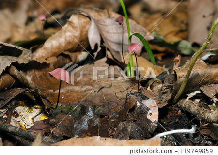 A cute little pale reddish brown genus Anemone mushroom (natural light + strobe, macro close-up) 119749859