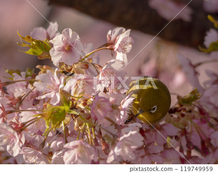 Cherry blossoms and Japanese white-eye on a spring morning Cherry blossoms and Japanese white-eye on a spring morning 119749959