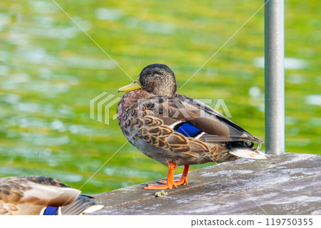 Mallard duck at the waterside 119750355