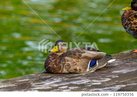 Mallard duck at the waterside 119750356