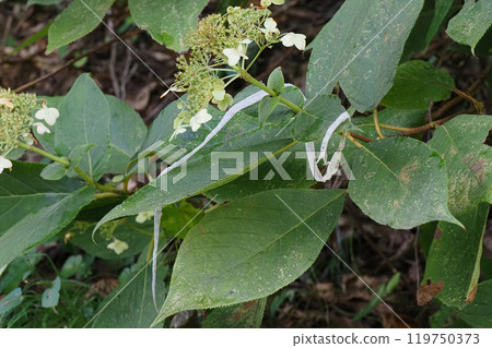 Snake's shell 119750373