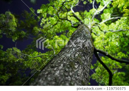 Illuminated trees at night 119750375