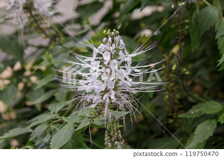 Kumiskutin 花，日文名稱為「貓鬚」[唇形科] 119750470