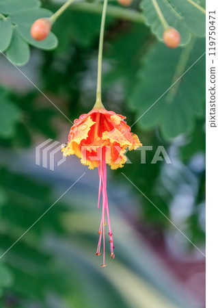 孔雀花，日文稱為“Ogocho” 119750471