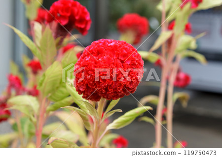 雞冠花 [雞冠花] 作為乾燥花也很受歡迎。 119750473