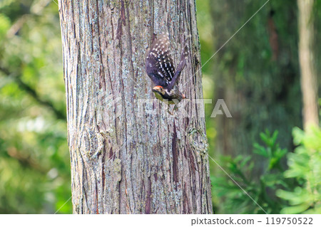美麗的紅頭啄木鳥（啄木鳥家族）於 2024 年 6 月在神奈川縣相模原市早人川林道起飛 119750522