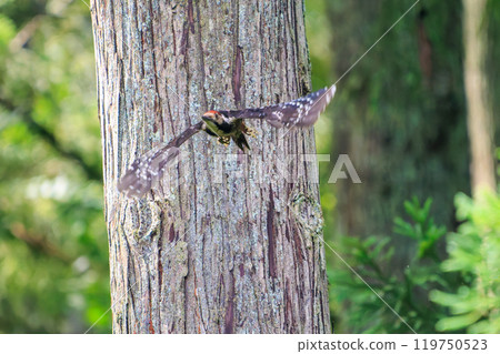 美麗的紅頭啄木鳥（啄木鳥家族）於 2024 年 6 月在神奈川縣相模原市早人川林道起飛 119750523