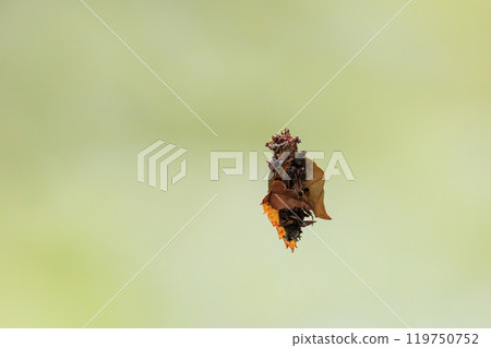 A cute bagworm (Psychophoridae) larva hanging from a forest of fresh green leaves. It has made a small straw-like nest and is now inside it. 119750752