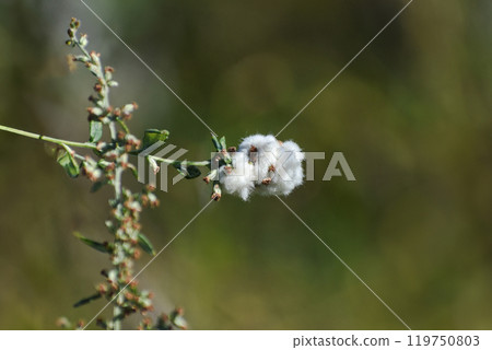 Artemisia gall (Artemisia gall) 119750803
