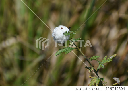 Artemisia gall (Artemisia gall) 119750804