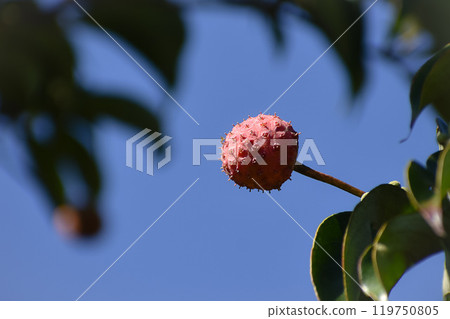 Fruit of Yamabote Fruit of Yamabote 119750805