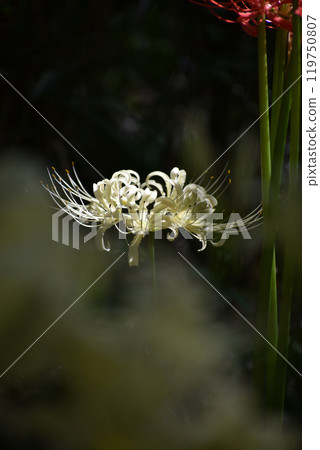 白Higanbana 119750807