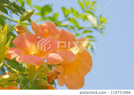 Chinese trumpet vine flower that shines in the blue sky Chinese trumpet vine flower that shines in the blue sky 119751066