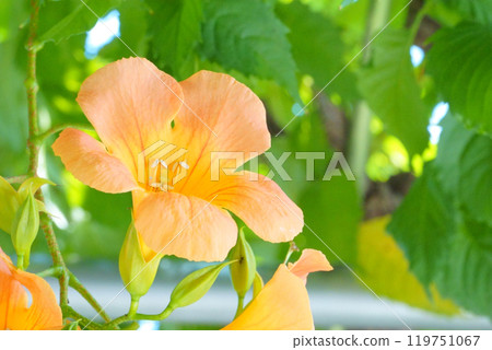 orange flower trumpet vine orange flower trumpet vine 119751067