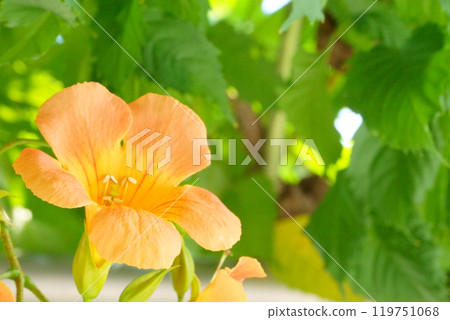 Beautiful orange Trumpet Creeper Beautiful orange Trumpet Creeper 119751068