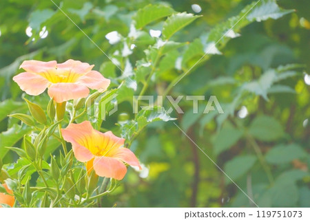 喇叭藤,美麗的橙色花朵 喇叭藤,美麗的橙色花朵 119751073