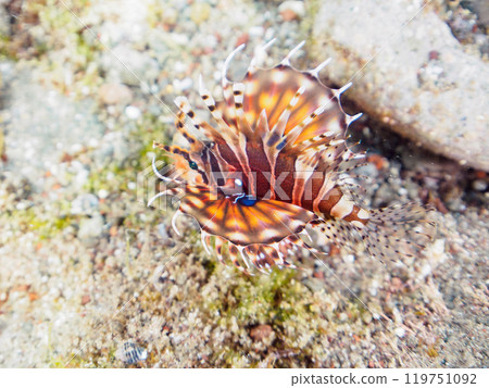 The beautiful spread wings of the giraffe fish (Scorpaenidae family). Nakagi Hirizo Beach, Minamiizu-cho, Kamo-gun, Izu Peninsula, Shizuoka Prefecture - 2024 119751092