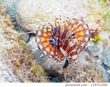 The beautiful spread wings of the giraffe fish (Scorpaenidae family). Nakagi Hirizo Beach, Minamiizu-cho, Kamo-gun, Izu Peninsula, Shizuoka Prefecture - 2024 119751094