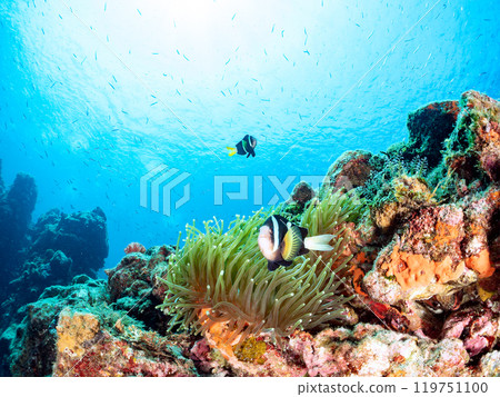 A pair of cute clownfish (subfamily Amphiprioninae) in a beautiful sea anemone field. Nakagi Hirizo Beach, Minamiizu-cho, Kamo-gun - 2024 119751100