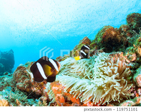 美麗的海葵田裡有一對可愛的小丑魚(海葵亞科)。加茂郡南伊豆町 Nakagi Hirizohama-2024 美麗的海葵田裡有一對可愛的小丑魚(海葵亞科)。加茂郡南伊豆町 Nakagi Hirizohama-2024 119751101