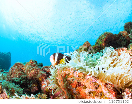 A pair of cute clownfish (subfamily Amphiprioninae) in a beautiful sea anemone field. Nakagi Hirizo Beach, Minamiizu-cho, Kamo-gun - 2024 119751102