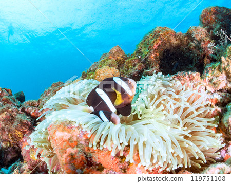 A pair of cute clownfish (subfamily Amphiprioninae) in a beautiful sea anemone field. Nakagi Hirizo Beach, Minamiizu-cho, Kamo-gun - 2024 119751108