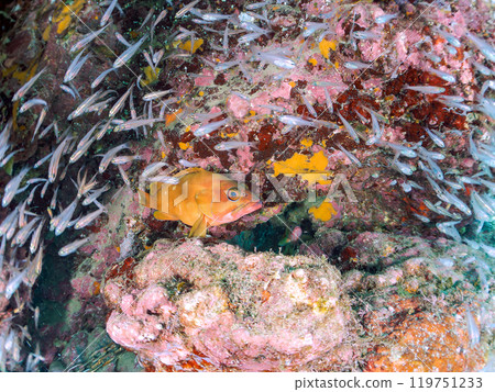 一大群美麗的黑白鱂魚幼魚和一條巨大的紅色石斑魚，將它們作為食物並保護它們。 2024年 119751233