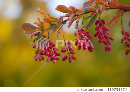 Vibrant barberry berries, also known as berberis vulgaris, hang on leafy branches 119751574