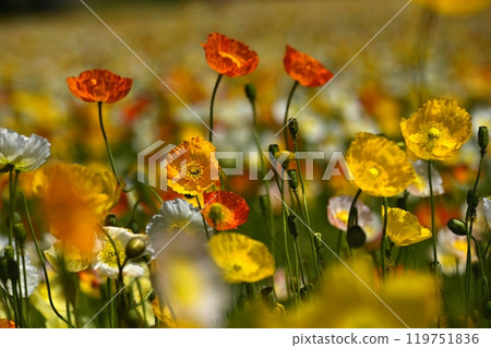 Iceland poppy flower field in Forest Park (Saitama) Iceland poppy flower field in Forest Park (Saitama) 119751836