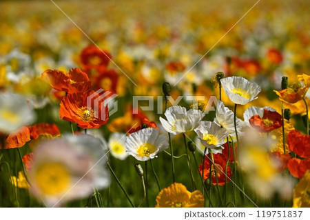 Iceland poppy flower field in Forest Park (Saitama) Iceland poppy flower field in Forest Park (Saitama) 119751837