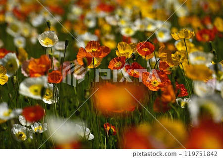 Iceland poppy flower field in Forest Park (Saitama) 119751842