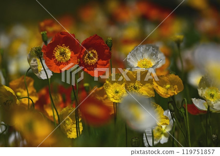 Iceland poppy flower field in Forest Park (Saitama) 119751857