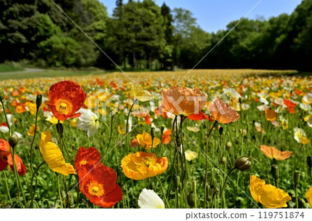 Iceland poppy flower field in Forest Park (Saitama) 119751874