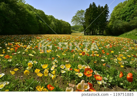 Iceland poppy flower field in Forest Park (Saitama) 119751885