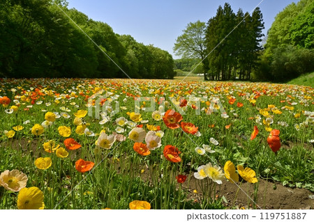 Iceland poppy flower field in Forest Park (Saitama) 119751887