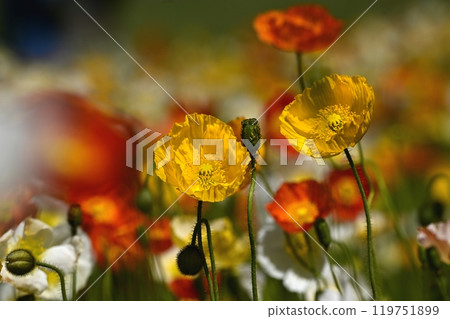 Iceland poppy flower field in Forest Park (Saitama) Iceland poppy flower field in Forest Park (Saitama) 119751899