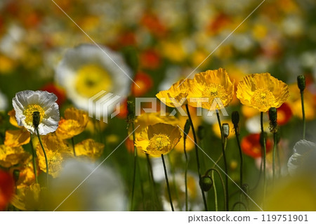 Iceland poppy flower field in Forest Park (Saitama) Iceland poppy flower field in Forest Park (Saitama) 119751901